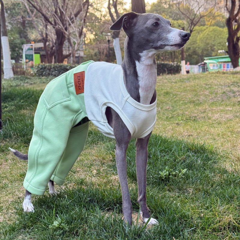 Stylish Denim Greyhound Dog Jumpsuit