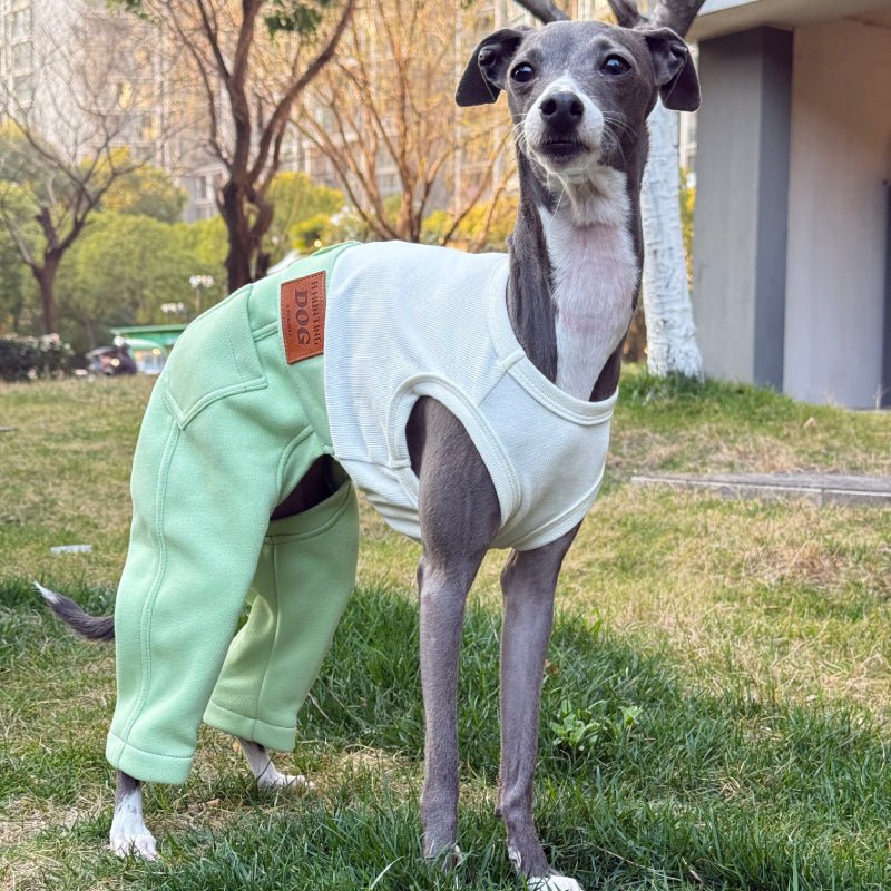 Stylish Denim Greyhound Dog Jumpsuit