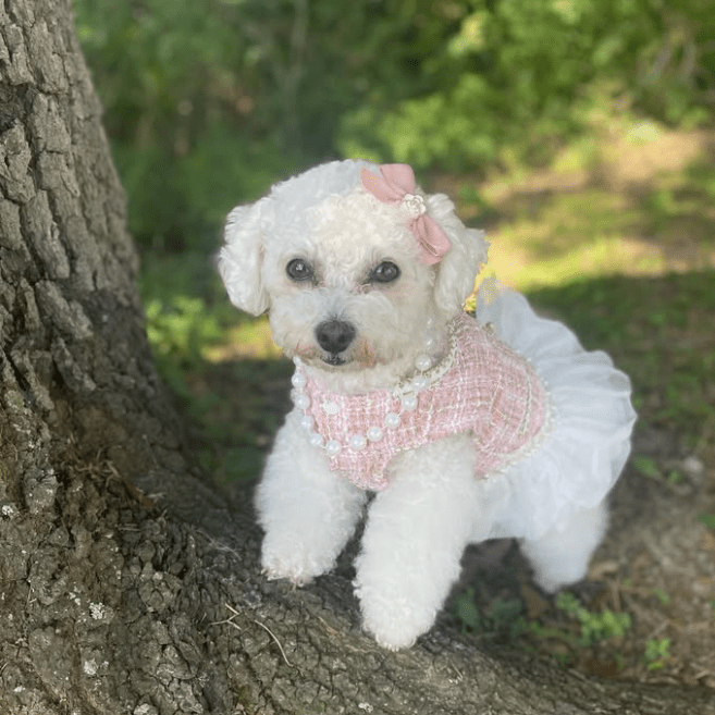 Pearl Embellished Luxury Dog Dress