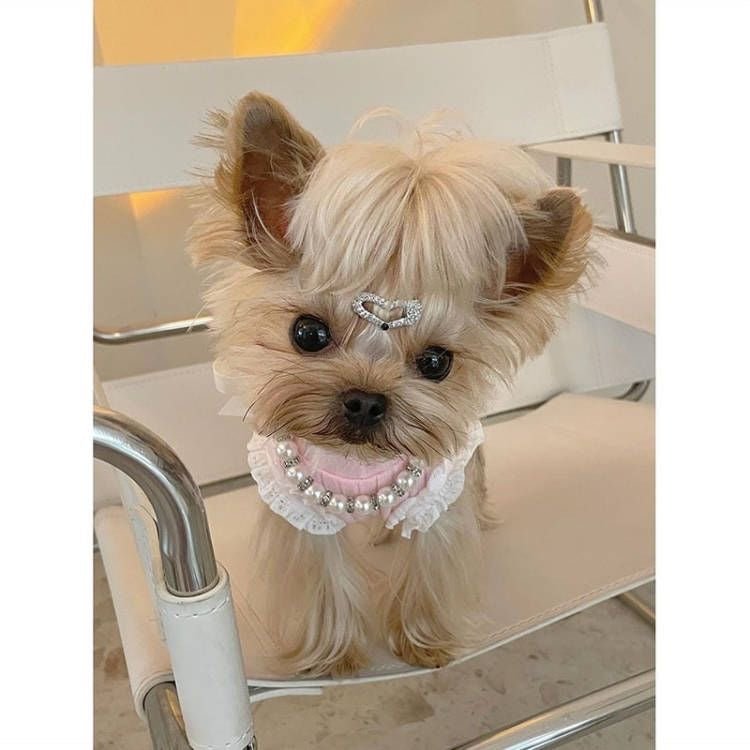 Timeless Pearl Dog Necklace