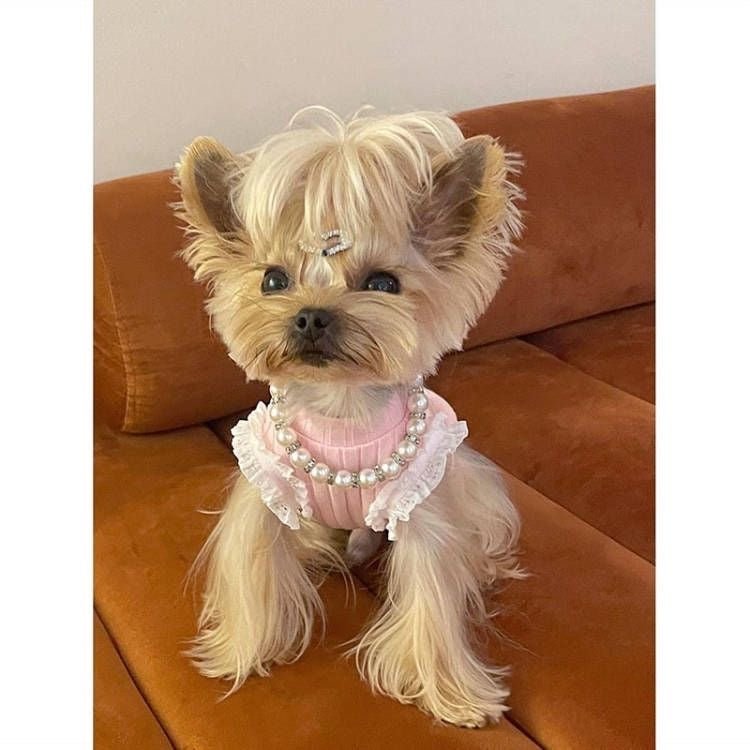 Timeless Pearl Dog Necklace