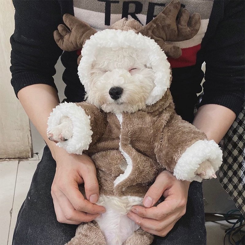Cozy Christmas Teddy Dog Hoodie