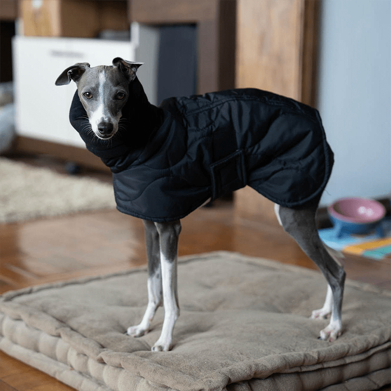 Warm Italian Greyhound Padded Coat