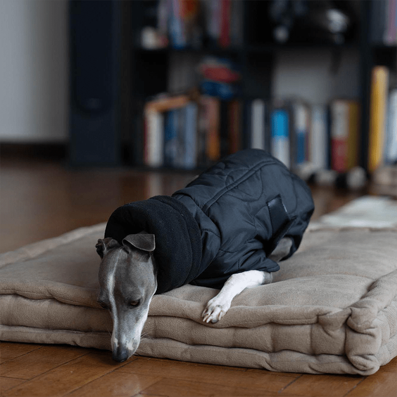 Warm Italian Greyhound Padded Coat