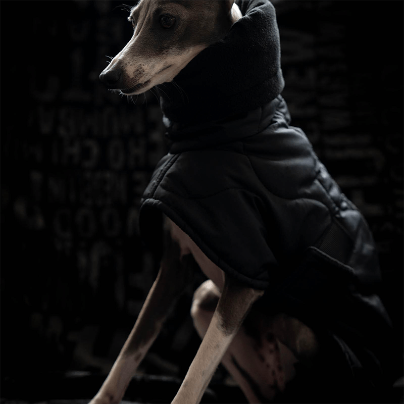 Warm Italian Greyhound Padded Coat