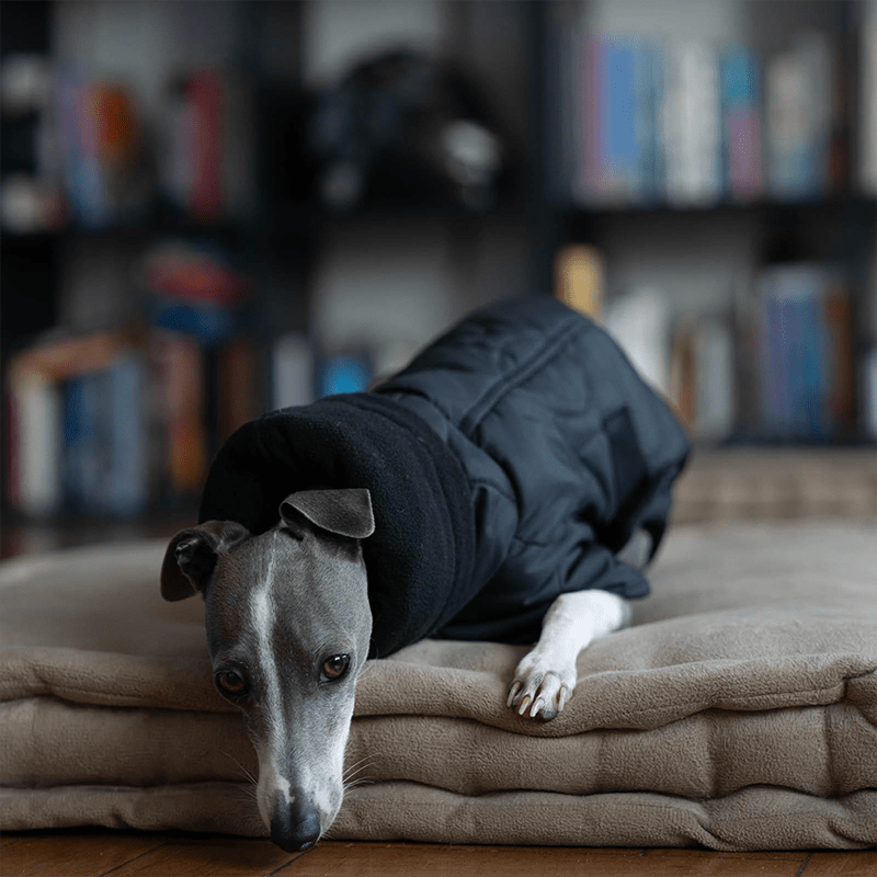 Warm Italian Greyhound Padded Coat