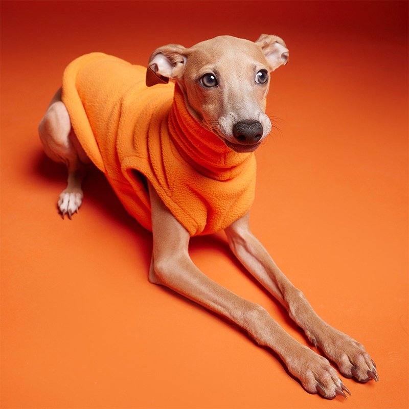 Warm Polar Fleece Italian Greyhound Shirt