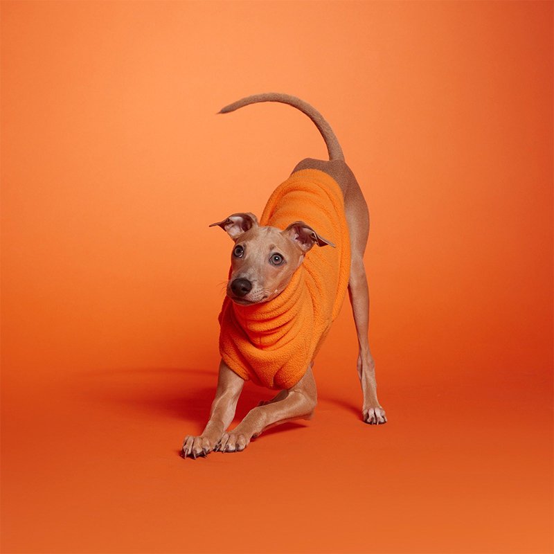 Warm Polar Fleece Italian Greyhound Shirt