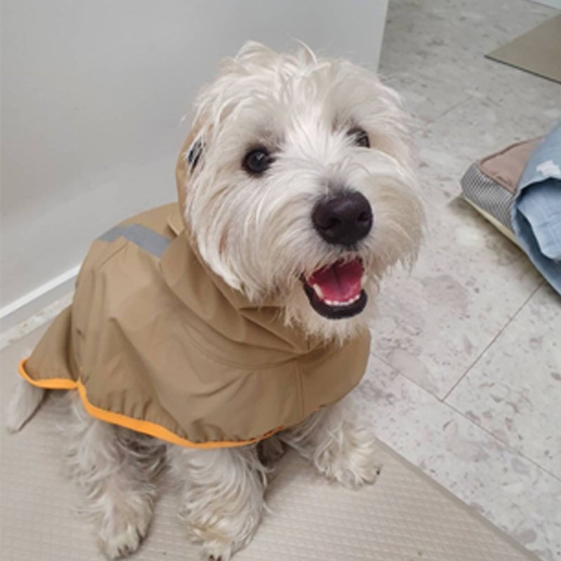 Waterproof Dog Raincoat Outdoor Jacket