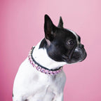 Luxurious Dog Rhinestone Collar