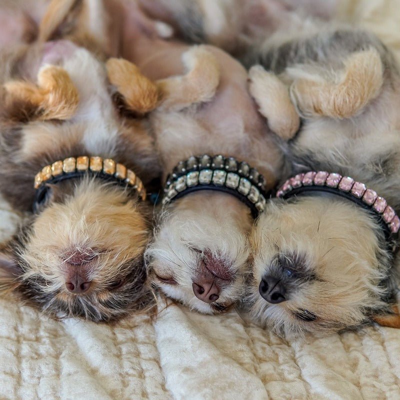 Luxurious Dog Rhinestone Collar