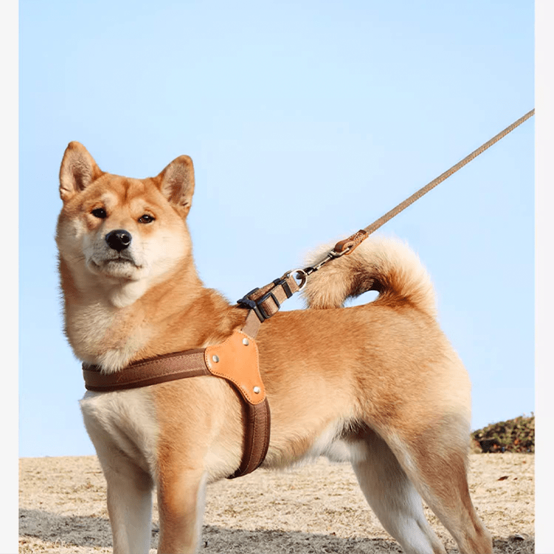 Personalized No Pull Big Dog Harness