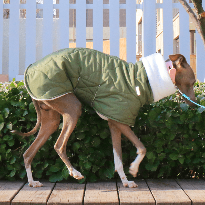 Warm Belly Protective Italian Greyhound Jacket