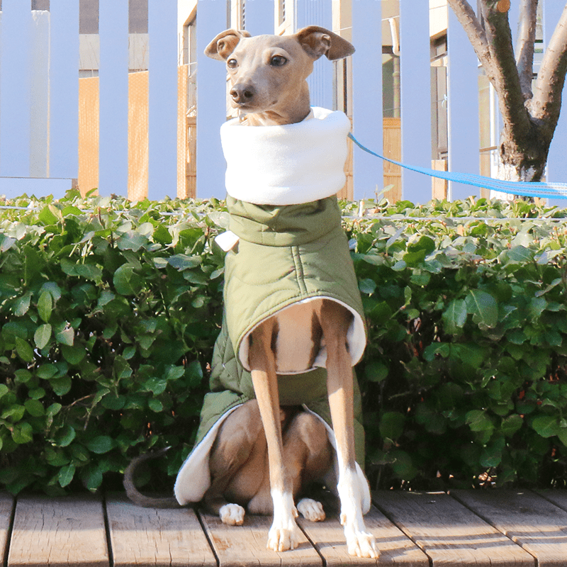 Warm Belly Protective Italian Greyhound Jacket
