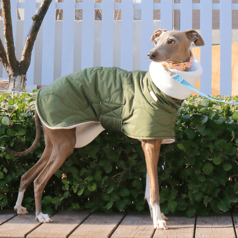 Warm Belly Protective Italian Greyhound Jacket