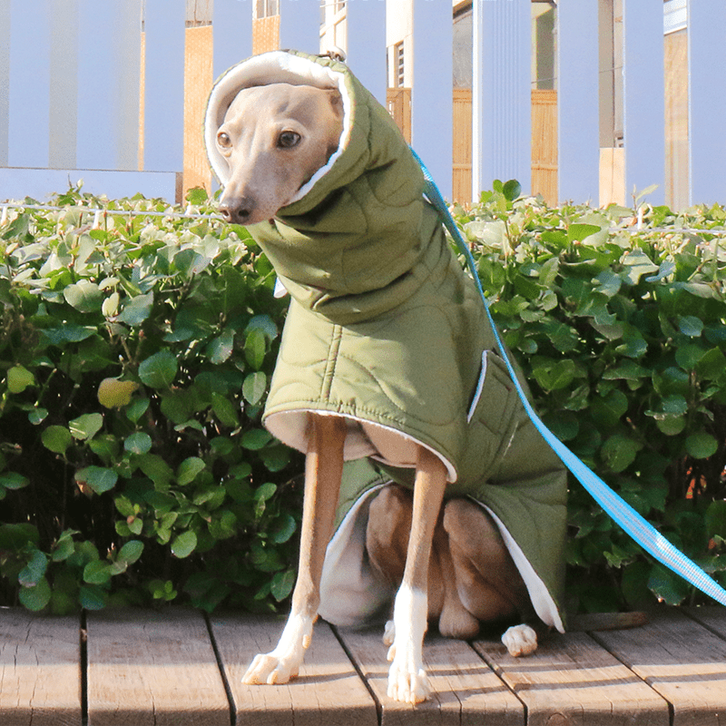 Warm Belly Protective Italian Greyhound Jacket