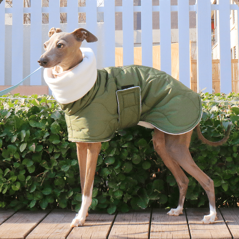 Warm Belly Protective Italian Greyhound Jacket