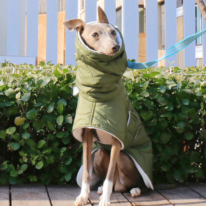 Warm Belly Protective Italian Greyhound Jacket