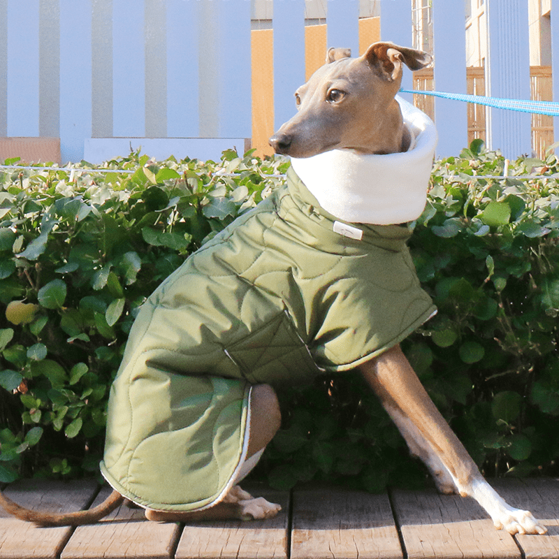 Warm Belly Protective Italian Greyhound Jacket