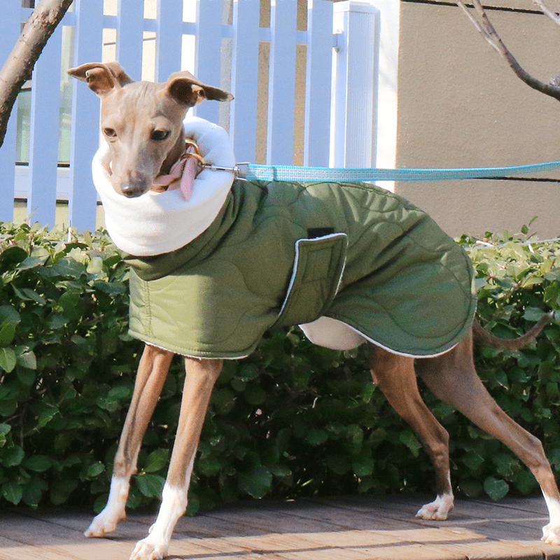 Warm Belly Protective Italian Greyhound Jacket
