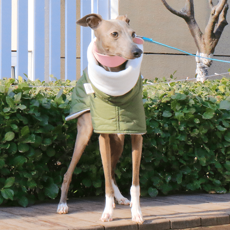 Warm Belly Protective Italian Greyhound Jacket