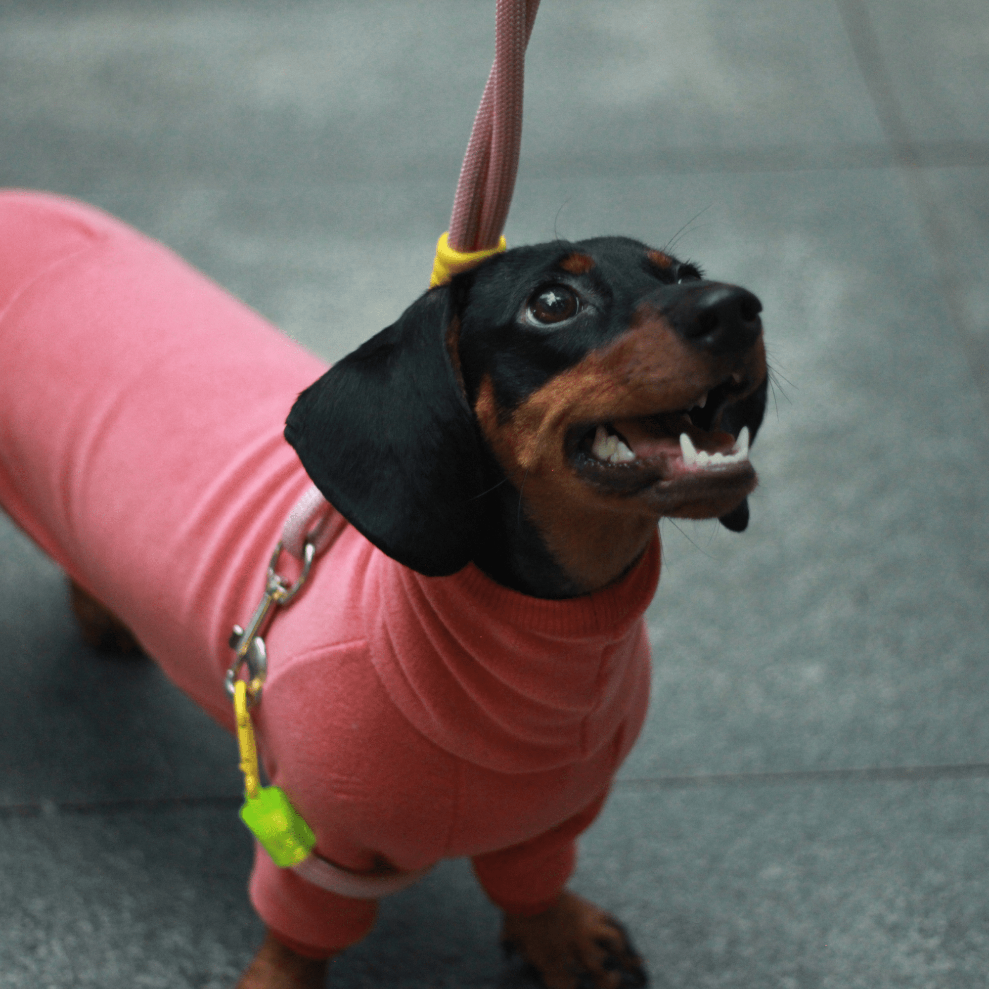 Warm Cozy Dachshund Dog Onesies