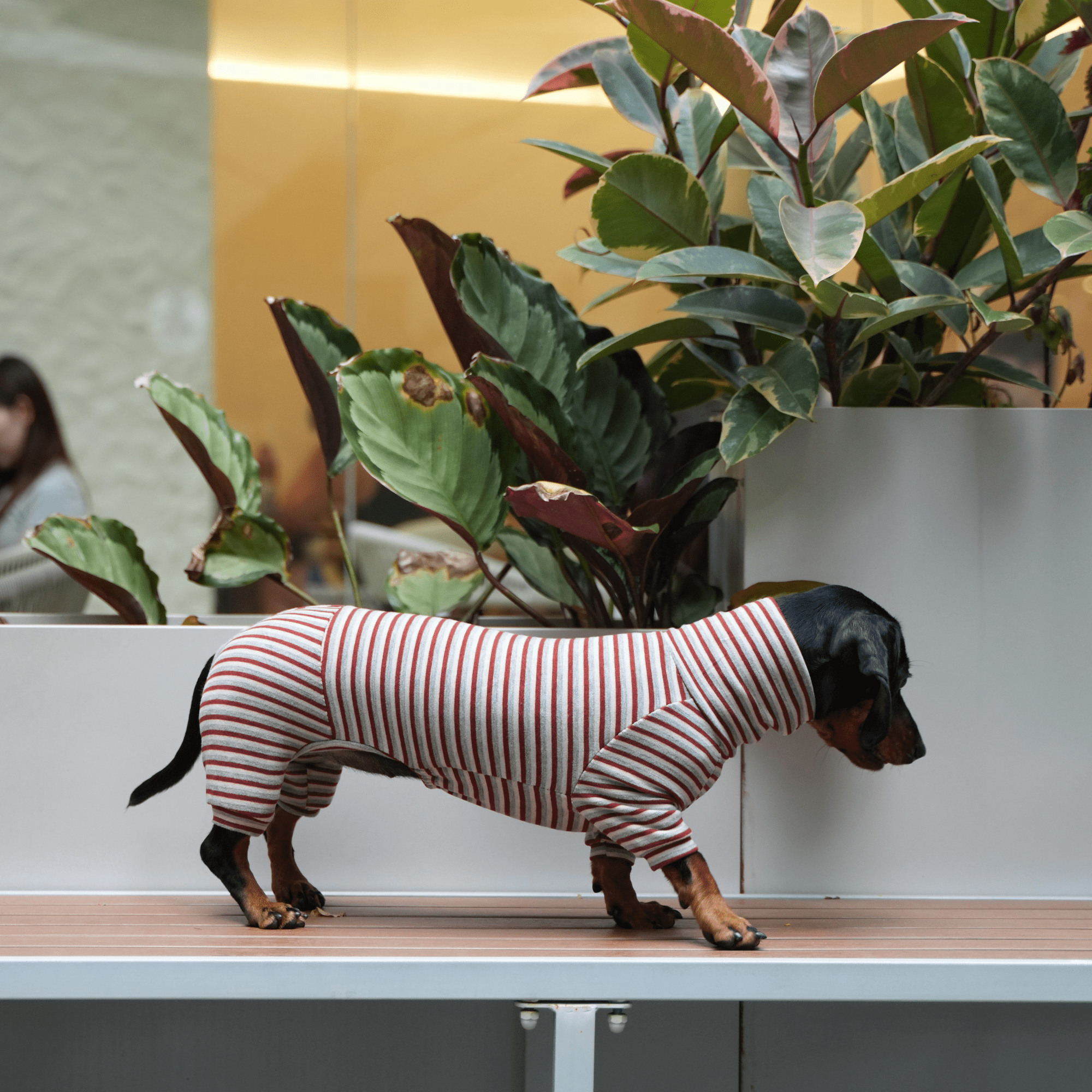 Warm Wool Anti Static Dachshund Onesies