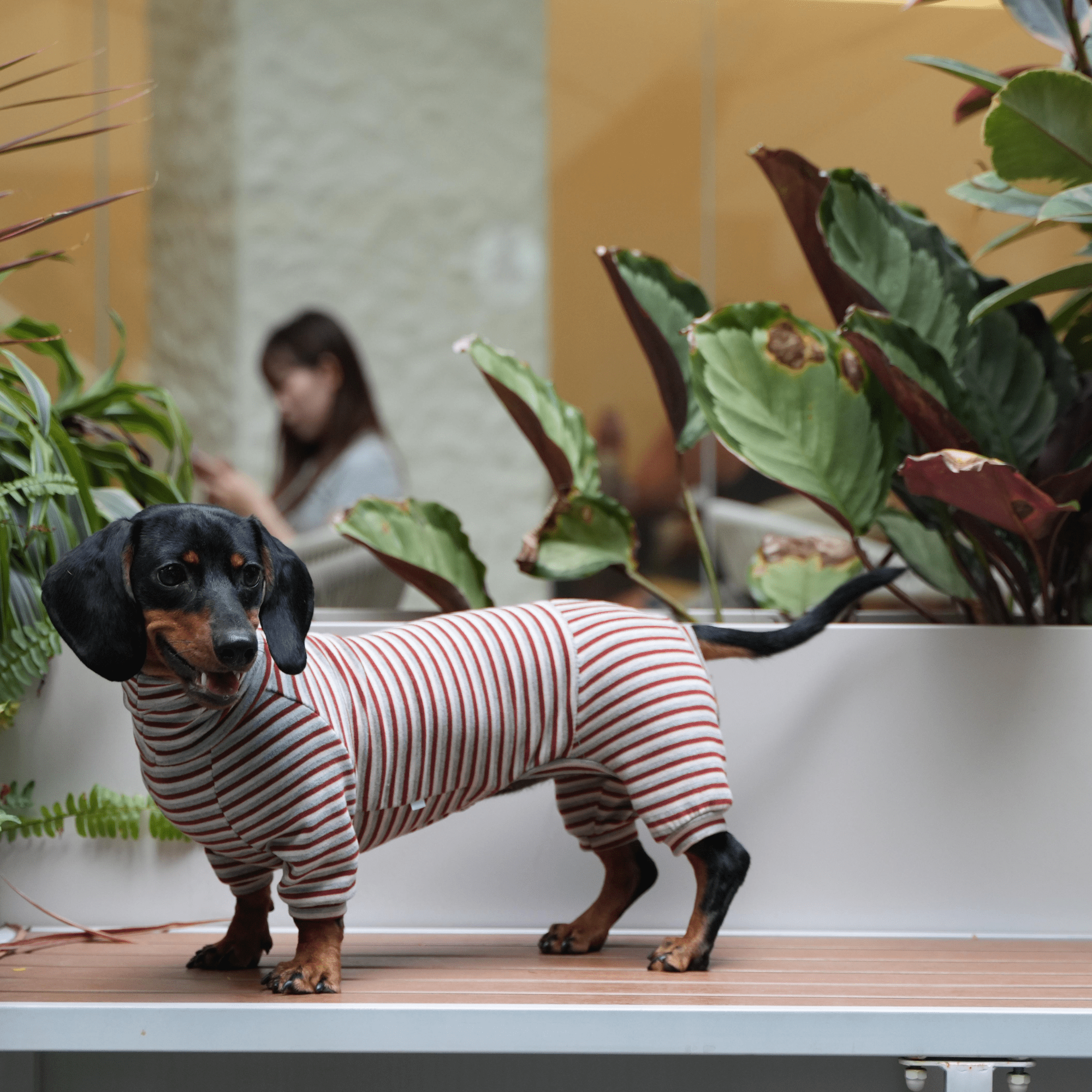 Warm Wool Anti Static Dachshund Onesies