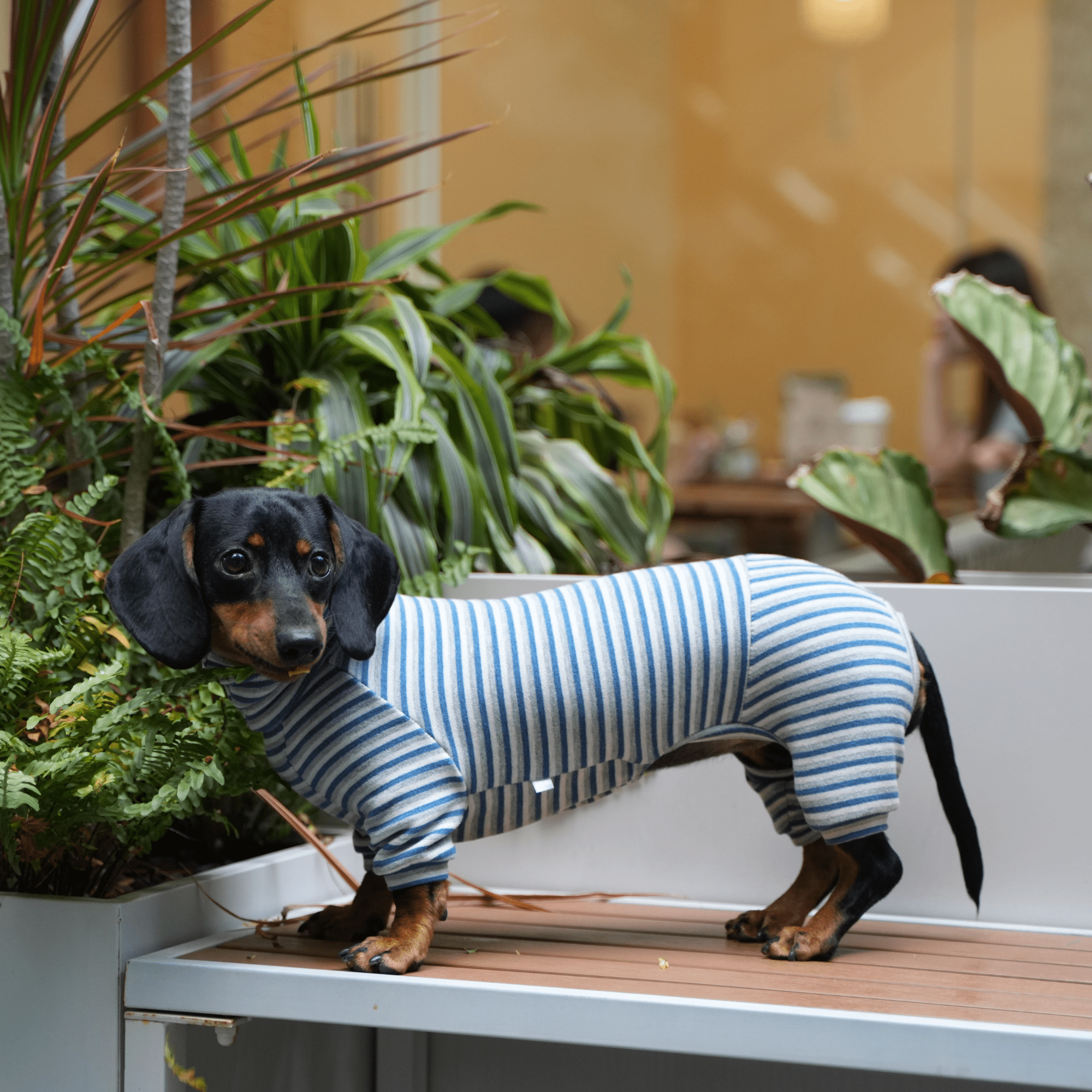Warm Wool Anti Static Dachshund Onesies