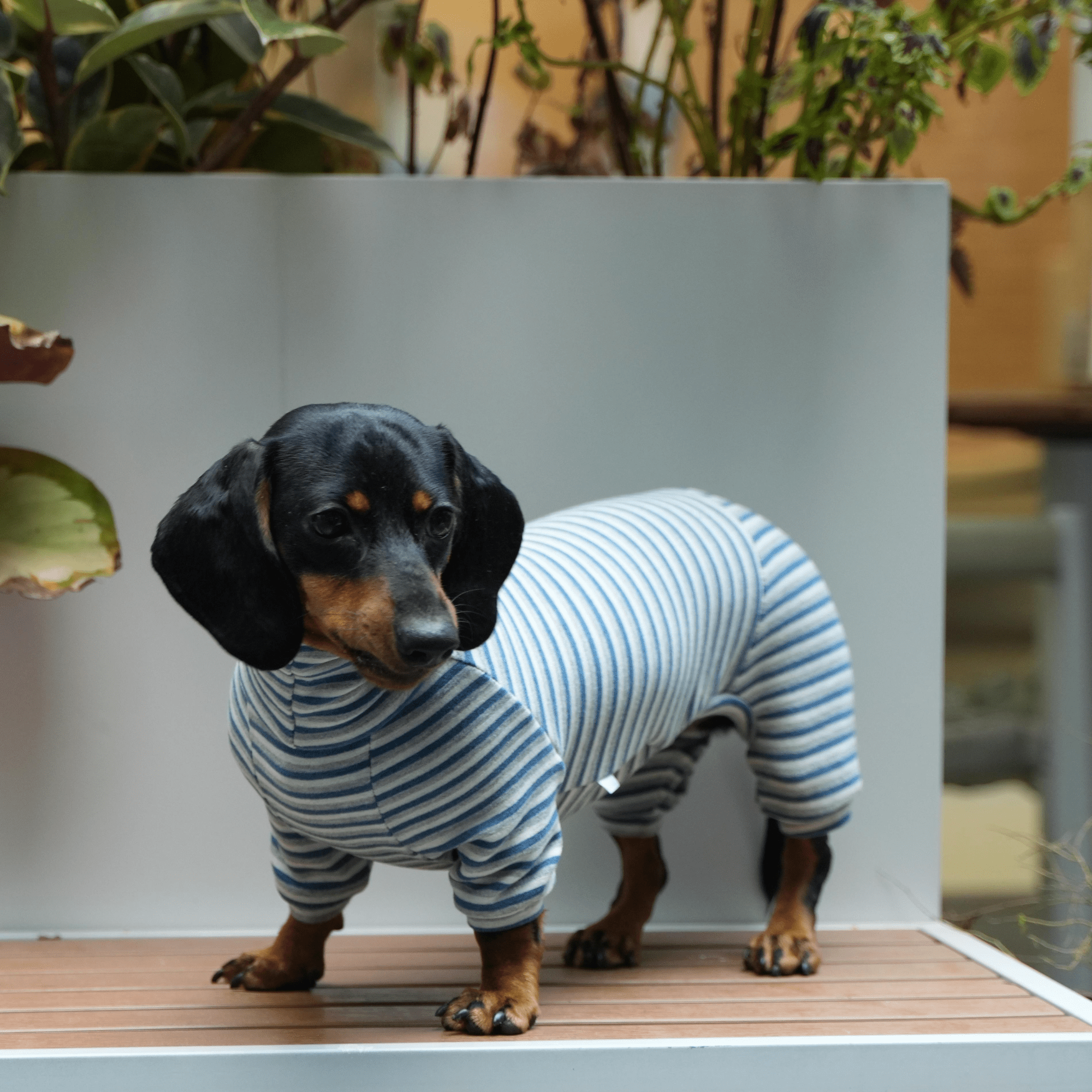 Warm Wool Anti Static Dachshund Onesies