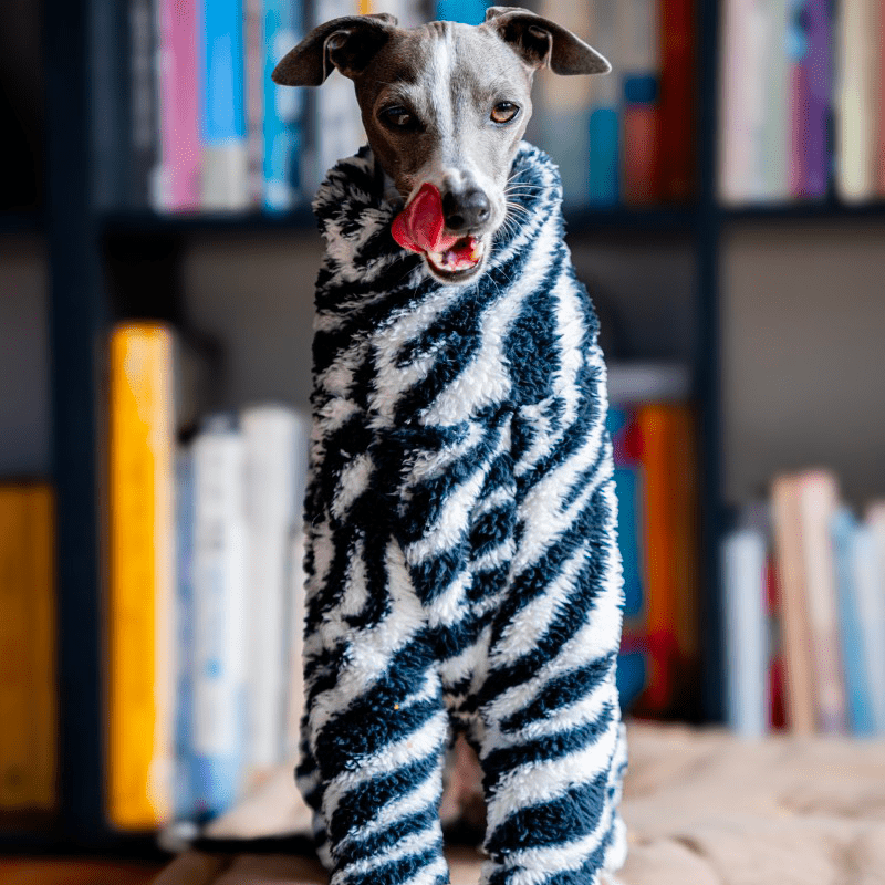 Warm Zebra Dog Onesies Italian Greyhound