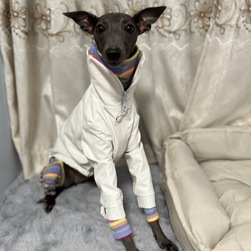 Stylish Italian Greyhound Dog Jacket
