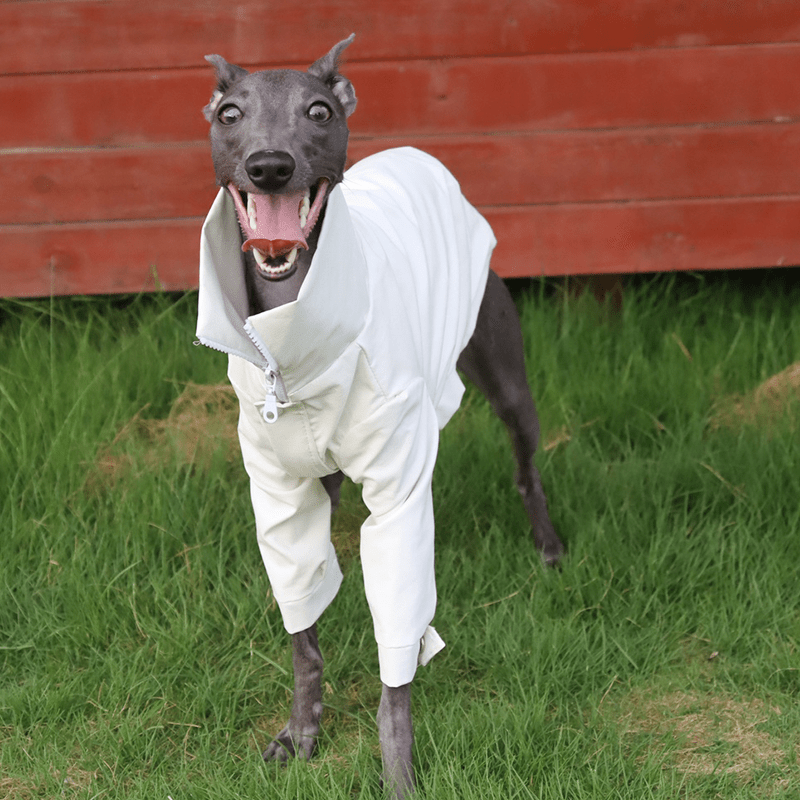 Stylish Italian Greyhound Dog Jacket