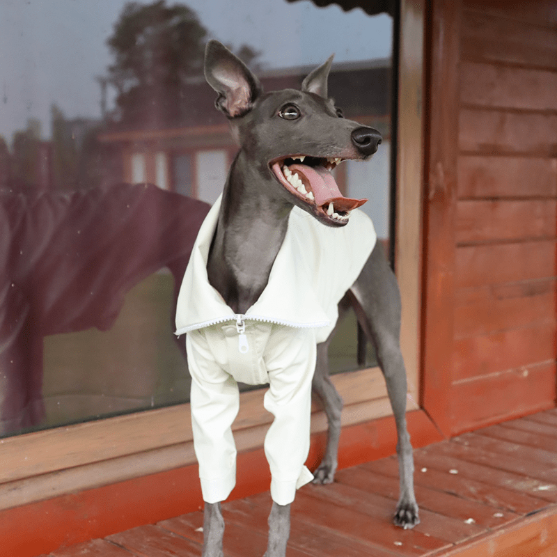 Stylish Italian Greyhound Dog Jacket