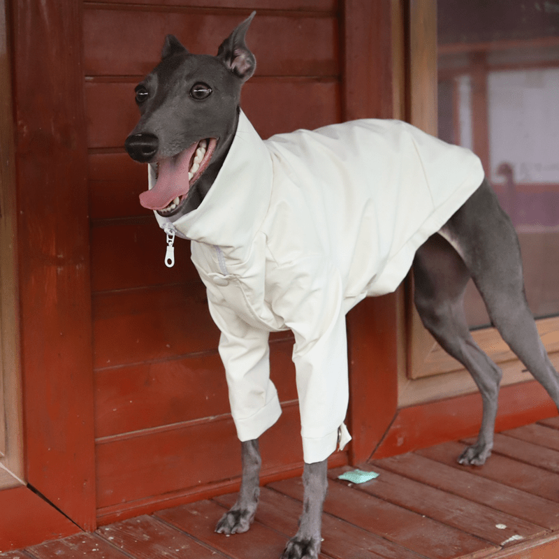 Stylish Italian Greyhound Dog Jacket