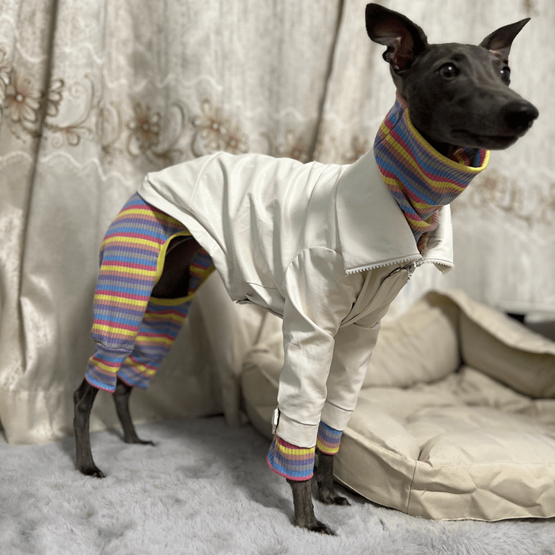 Stylish Italian Greyhound Dog Jacket