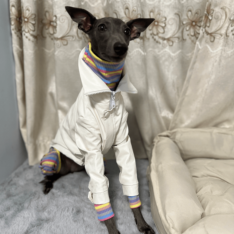 Stylish Italian Greyhound Dog Jacket