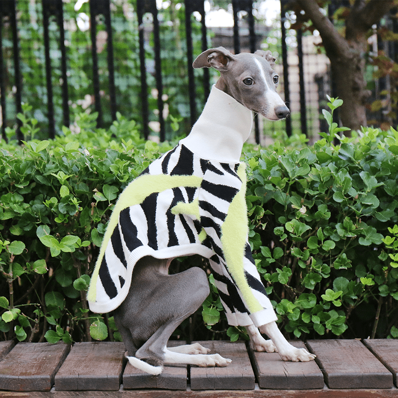 Cozy Italian Greyhound Dog Sweater