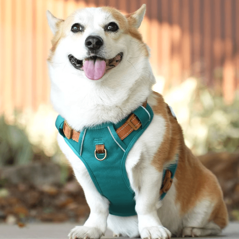 Escape Proof Dog Walking Harness