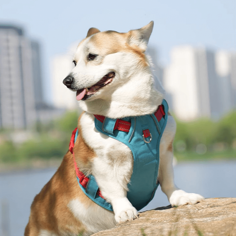 Escape Proof Dog Walking Harness