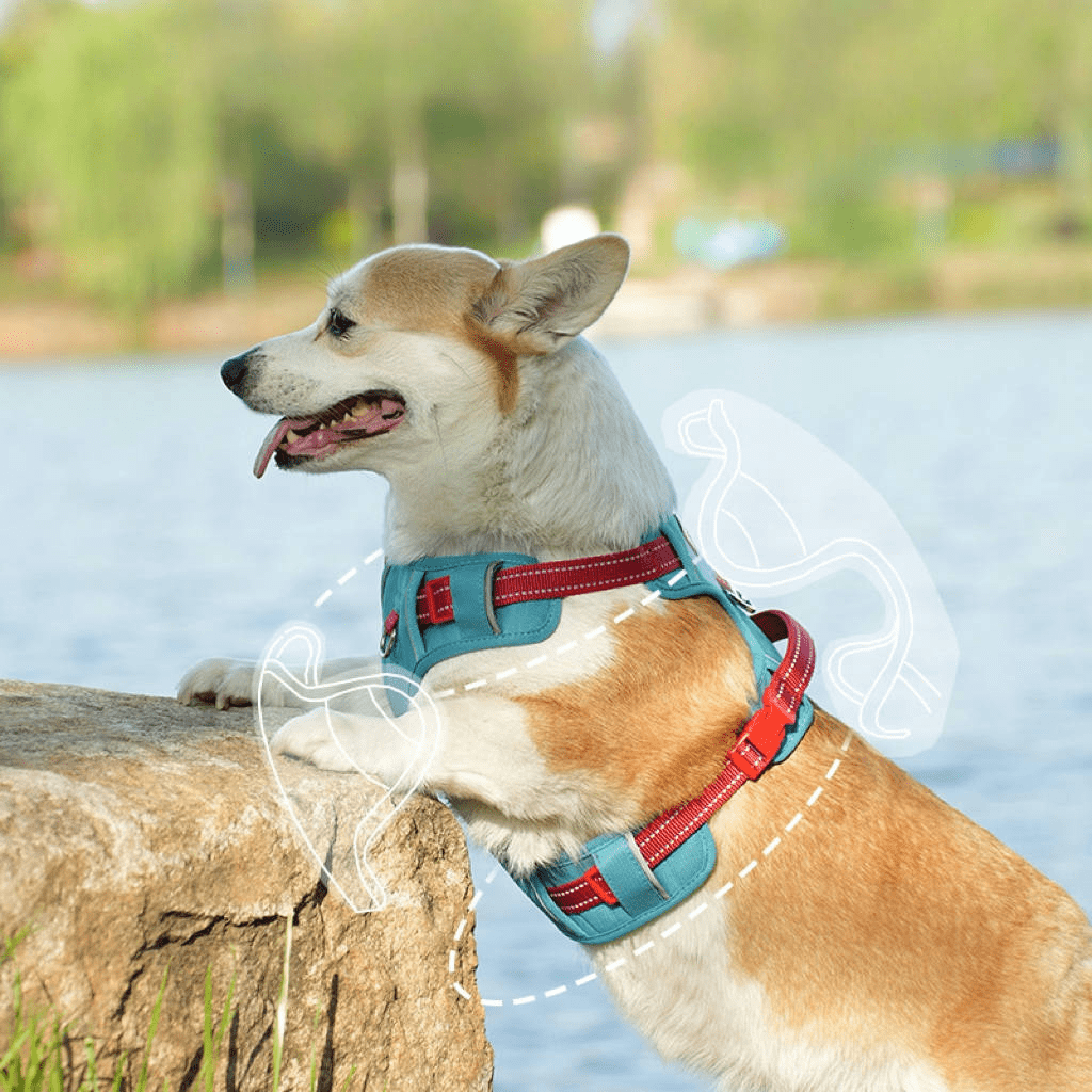 Escape Proof Dog Walking Harness