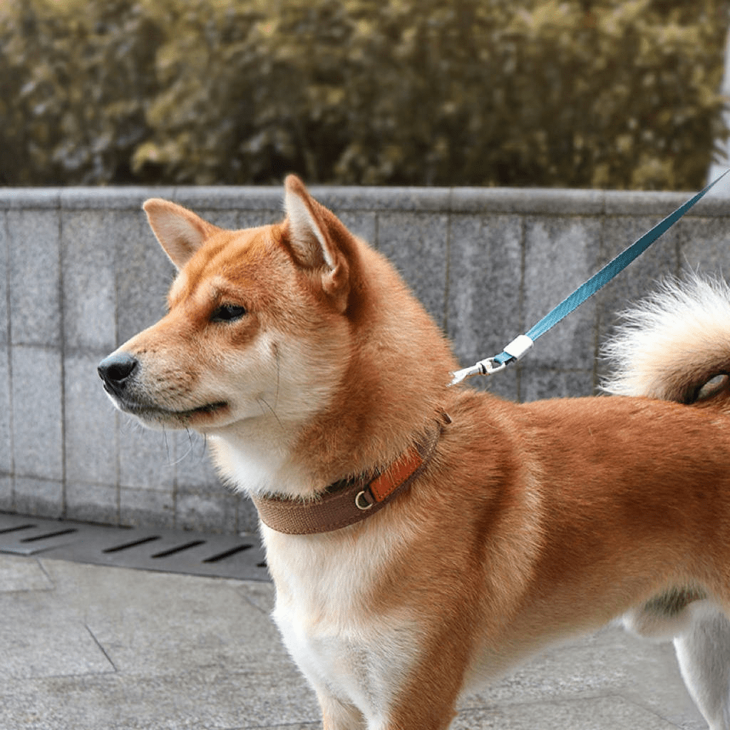 Durable Adjustable Dog Collar with ID Tag