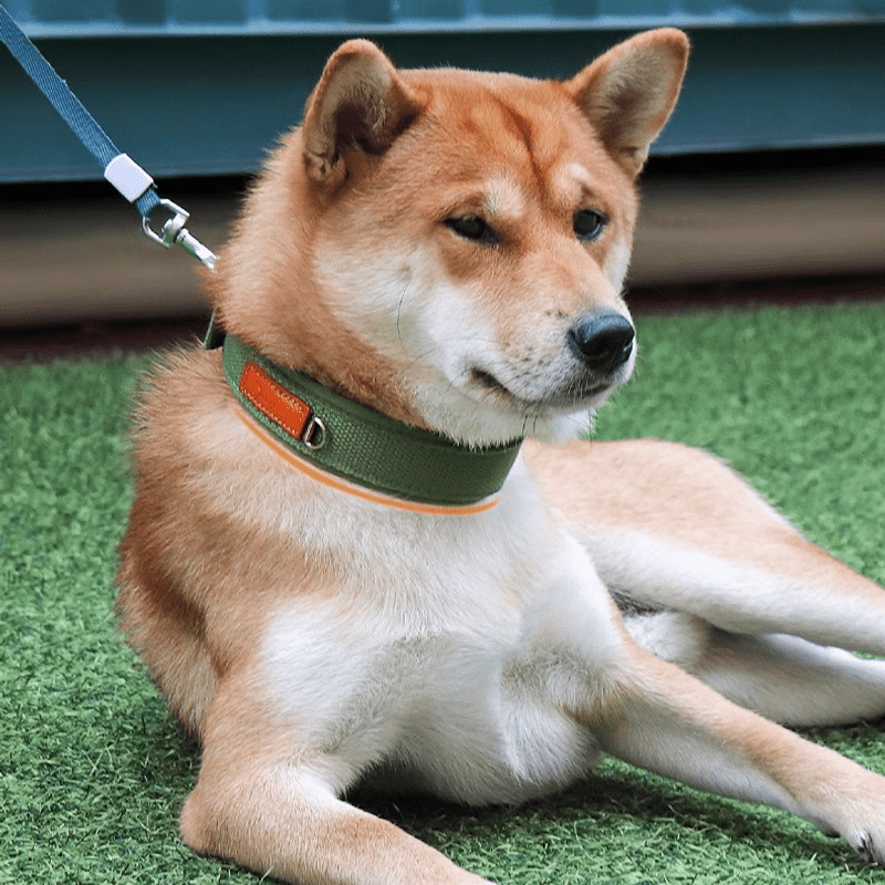 Durable Adjustable Dog Collar with ID Tag