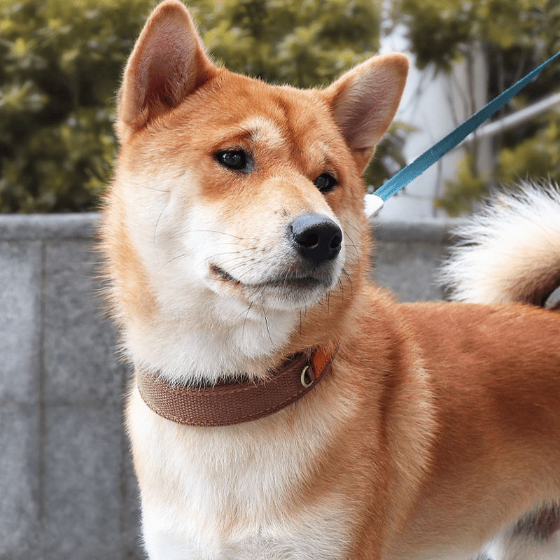 Durable Adjustable Dog Collar with ID Tag