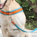 Dual Clip Control Dog Harness Vest