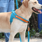 Dual Clip Control Dog Harness Vest