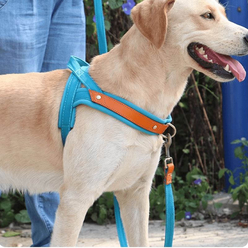 Dual Clip Control Dog Harness Vest