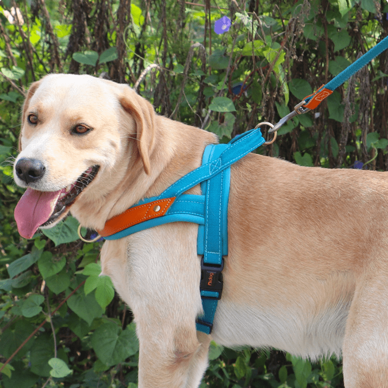 Dual Clip Control Dog Harness Vest