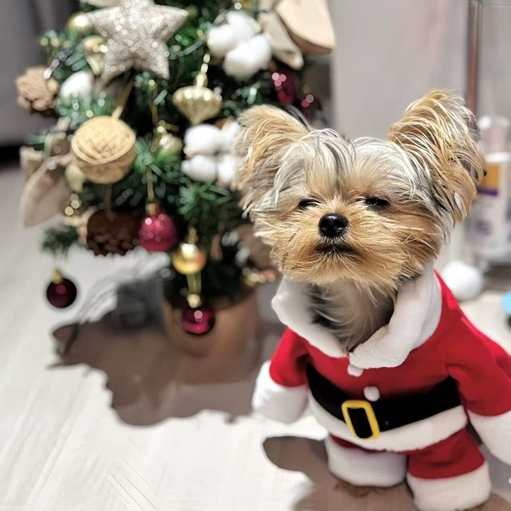 Cute small dog in Christmas Santa suit, festive holiday pet costume