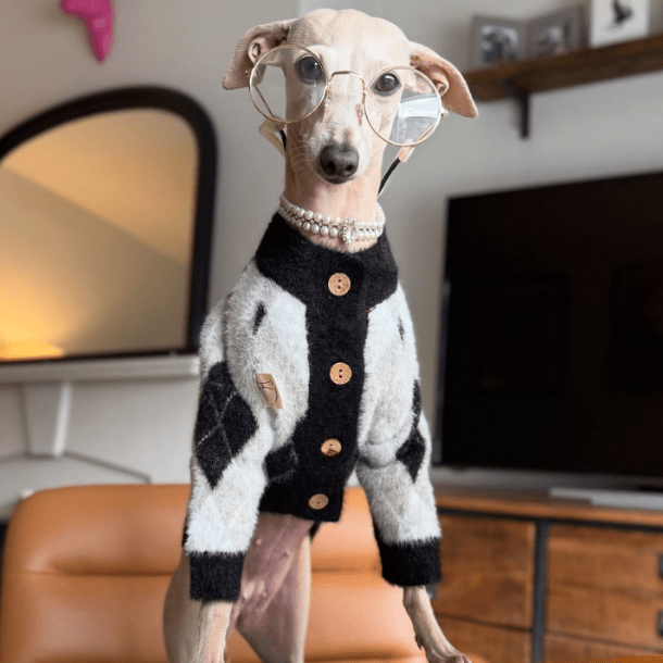 Plush Italian Greyhound Dog Sweater